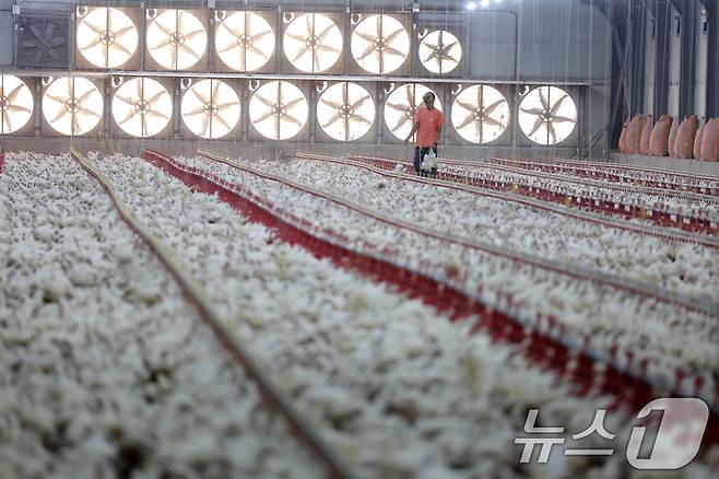 연일 폭염특보가 이어지고 있는 10일 오전 전남 나주시 세지면의 한 양계장에서 직원이 닭들의 상태를 살피고 있다. 2025.7.10/뉴스1 ⓒ News1 이승현 기자