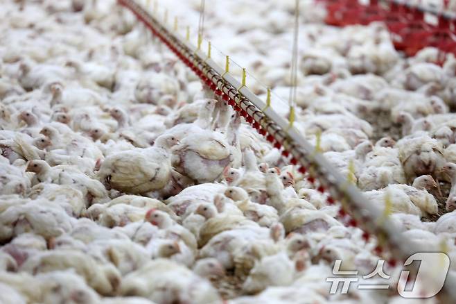 연일 폭염특보가 이어지고 있는 10일 오전 전남 나주시 세지면의 한 양계장에서 더위에 지친 닭이 물을 마시고 있다. 2025.7.10/뉴스1 ⓒ News1 이승현 기자