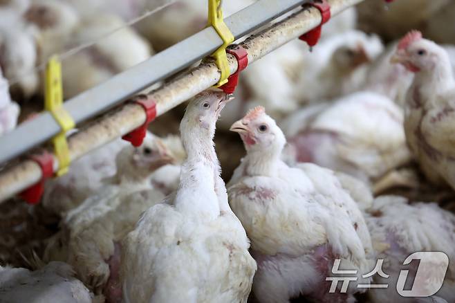 연일 폭염특보가 이어지고 있는 10일 오전 전남 나주시 세지면의 한 양계장에서 더위에 지친 닭이 물을 마시고 있다. 2025.7.10/뉴스1 ⓒ News1 이승현 기자