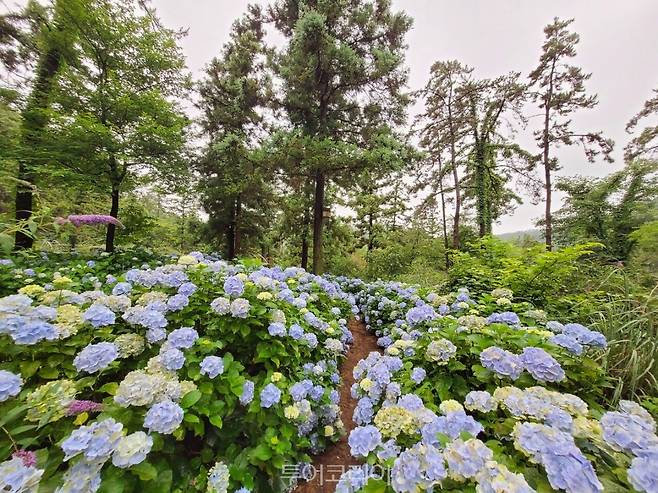 수국축제/사진-전남도