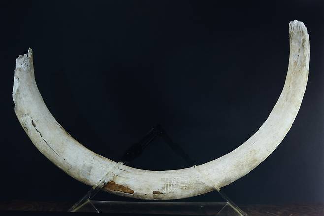 매머드 어금니 화석, 선사시대. /인천시립박물관