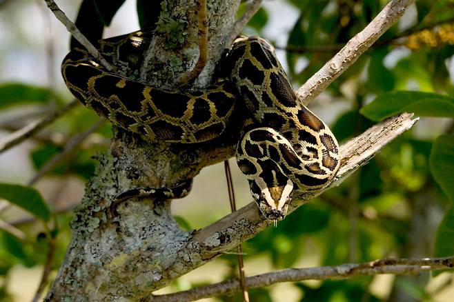 프랑스, 미국 연구진은 버마비단뱀(사진)에서 기존에 알려지지 않았던 새로운 장 세포 유형을 발견했다./위키미디어