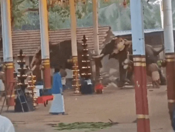 난동을 부리는 코끼리 ⓒ뉴시스·SNS 갈무리