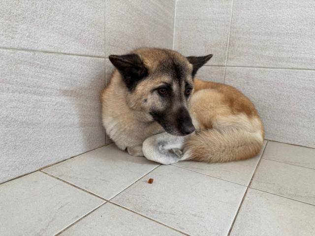 밀레를 만나기 하루 전인 5월13일, 경기 남양주시에 위치한 동물자유연대 '온센터'에서 다시 만난 '평화'. 평화는 밀레의 고양이 가족을 공격했던 들개 무리에 속해 있다가 구조된 바 있다. 동그람이 정진욱