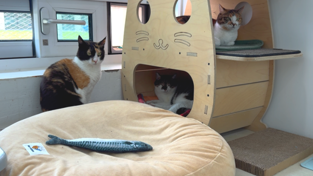 카모가 입양간 뒤, 밀레(가운데)는 다른 고양이 친구들이 곁을 지켜주면서 사회성을 키우고 있다. 동그람이 정진욱