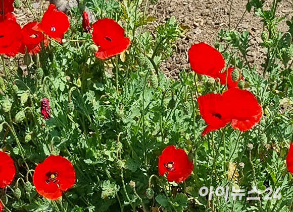 마약류 양귀비. [사진=아이뉴스24 DB]