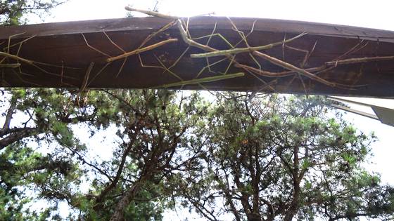 2020년 7월 서울 은평구 봉산에 대벌레가 급증해, 대벌레가 산책로에도 떼지어 모여 있다. 중앙포토