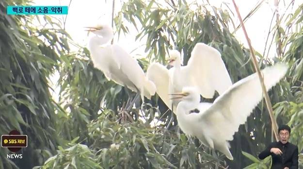 전남 나주의 한 대규모 아파트 단지에 나타난 백로 떼 [SBS]