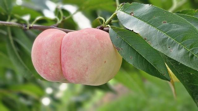과실이 납작한 복숭아가 달려 있다. 농촌진흥청은 복숭아 파종 후 한달이면 과실 모양을 알 수 있는 분자 표지를 개발했다. 농촌진흥청