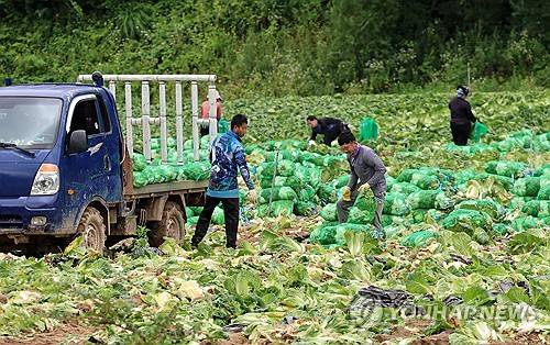 배추 수확하는 외국인 노동자들 [연합뉴스 자료사진]