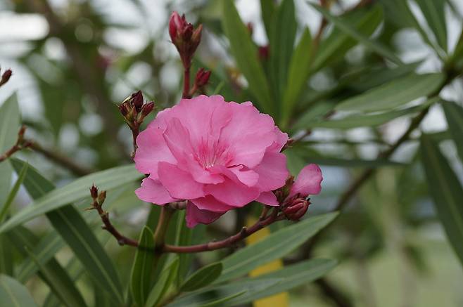 겹꽃인 만첩협죽도.ⓒ제주의소리