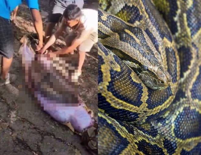 인도네시아에서 60대 남성이 몸길이가 8m에 달하는 비단뱀에 통째로 삼켜져 숨진 채 발견된 충격적인 사건이 발생했다. [왼쪽 사진=SNS, 오른쪽 사진=게티이미지뱅크]
