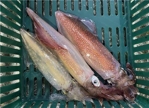 제주 한치. 연합뉴스