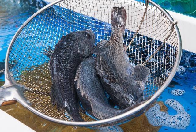 우럭. 게티이미지