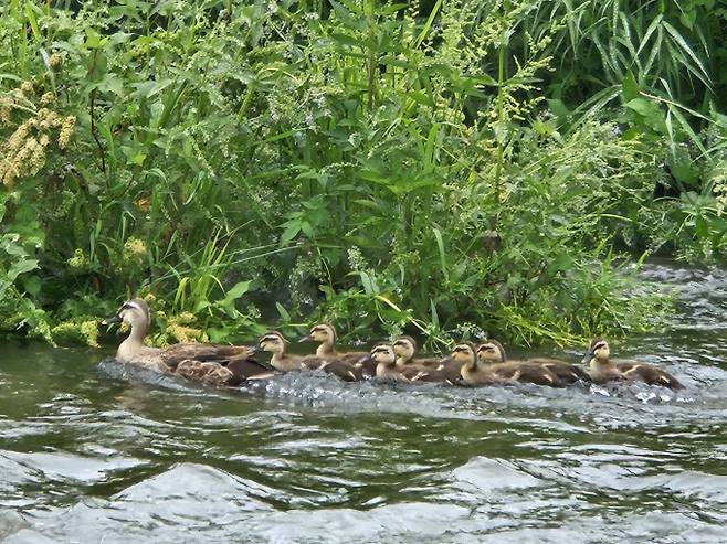 서울 낮 최고 36도 '전국 최고'…제주도·전남 '비'[오늘날씨]=토요일인 오늘(12일) 날씨는 전국이 대체로 맑겠으나, 강원영동과 경상권은 오전까지 대체로 흐리다가 오후부터 차차 맑아지겠고, 전남권과 제주도는 대체로 흐리겠다. 서울의 낮 최고기온은 36도까지 오르는 등 무더운 날씨가 이어지겠다. 늦은 오후부터 전남 북서부에 5~10mm의 소나기가 내리겠다. 오늘날씨, 내일날씨, 주간날씨 예보 ⓒbnt뉴스