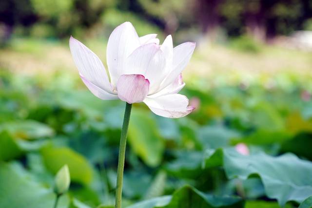 ▲ 12일 본격적인 여름 무더위가 기승을 부리는 속에서도 화천군 하남면 서오지리 연꽃마을의 연꽃들은 꽃망울을 한껏 터뜨리며 방문객을 맞고 있다.