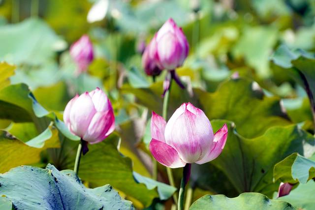 ▲ 12일 본격적인 여름 무더위가 기승을 부리는 속에서도 화천군 하남면 서오지리 연꽃마을의 연꽃들은 꽃망울을 한껏 터뜨리며 방문객을 맞고 있다.