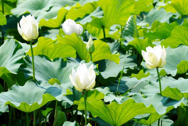 ▲ 12일 본격적인 여름 무더위가 기승을 부리는 속에서도 화천군 하남면 서오지리 연꽃마을의 연꽃들은 꽃망울을 한껏 터뜨리며 방문객을 맞고 있다.