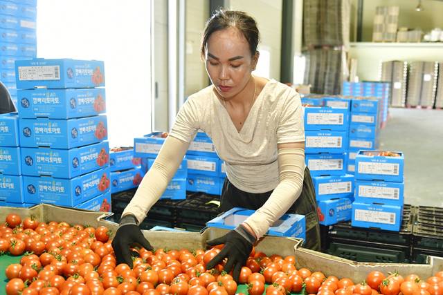 ▲ 2025 화천토마토축제가 다음달 1일부터 3일까지 사흘간 열릴 예정인 가운데 행사 개최지인 사내면 토마토 선별장에서 지역 명품 흑트마토와 깜빠리 토마토 출하가 본격 출하하고 있다.