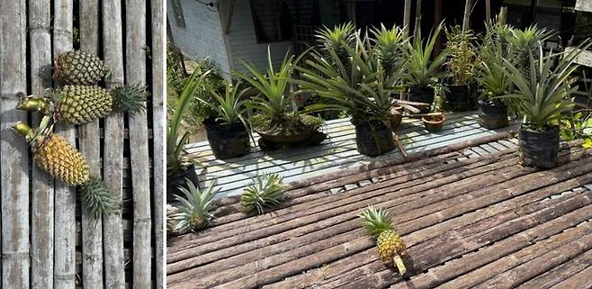 후숙 중인 파인애플 / 사진=홍지연 여행+ 기자