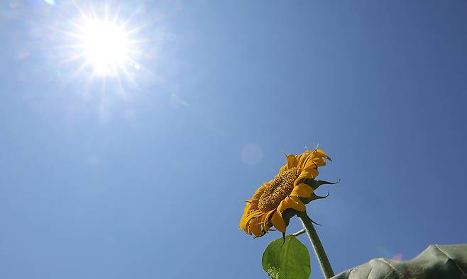 11일 경기도 연천군 호로고루에서 열린 제10회 연천장남 통일바라기 축제에서 해바라기가 햇볕을 향해 피어 있다. 연합뉴스