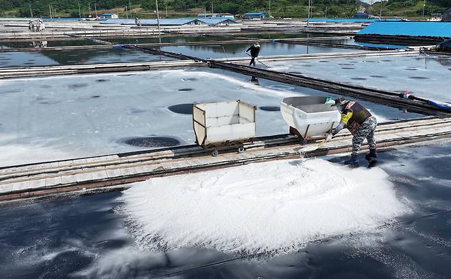 염부 전동길 씨가 신안 도초도 염전에서 소금을 긁어모으고 있다.