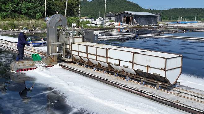 도초도 염전에서 한 염부가 자동화 기계로 소금을 채취하고 있다.