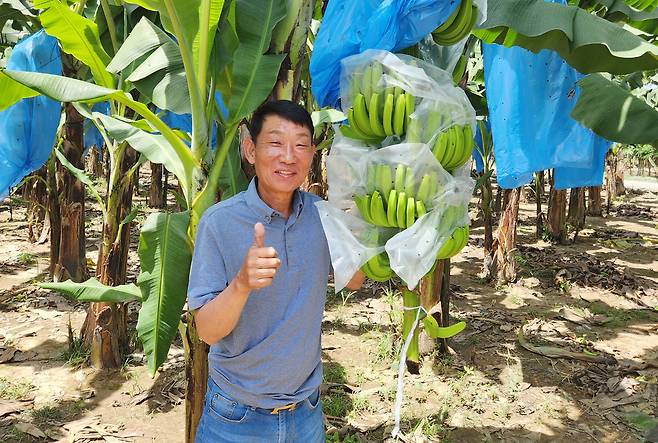 고범림 대표가 다바오 농장에서 ‘쏙쏙’ 작업을 끝낸 바나나를 보여주고 있다. 크리던스 코퍼레이션 제공