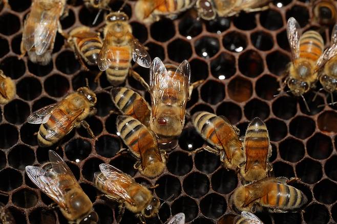 꿀벌응애에 감염된 꿀벌 [농진청 제공. 재판매 및 DB 금지]