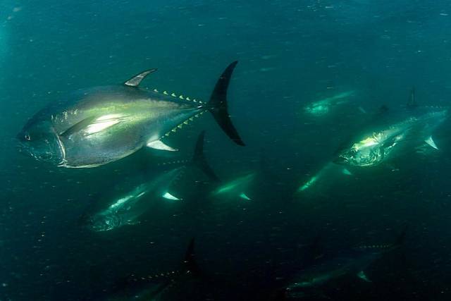 지난 5일 영해면 대진 1리 바닷속에서 영덕 강구 해역으로 이동하고 있는 대형참치 떼가 김광복 씨의 수중카메라에 포착됐다. 김광복 씨 제공