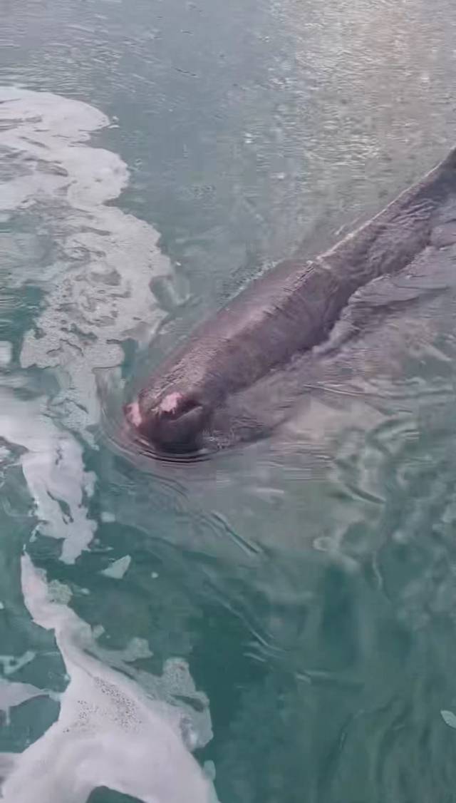 13일 오전 부산 기장군 대변항에 나타난 향고래. 울산해양경찰서 제공