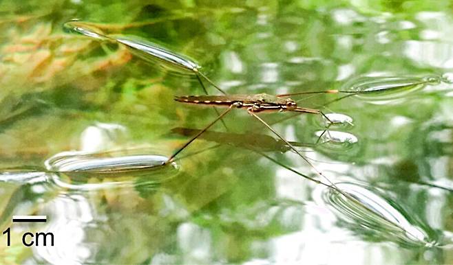 2023년 서울대 김우주 박사가 PNAS에 제1 저자로 발표한 논문에 실린 거대 소금쟁이(학명 Gigantometra gigas)./PNAS