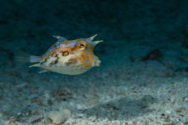 물고기가 물속에서 한자리에 떠 있는 호버링 자세를 유지하려면, 쉬고 있을 때보다 평균 두 배 가까운 에너지를 써야 한다. 겉보기엔 정지한 듯 보이지만, 실제로는 지느러미를 미세하게 조절하며 균형을 잡는 고된 활동이다. (사진=게티이미지)