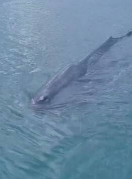 부산 기장군 대변항 안에 갇힌 고래. 울산해양경찰서 제공