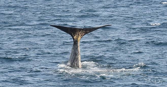 향고래. 국립수산과학원 제공