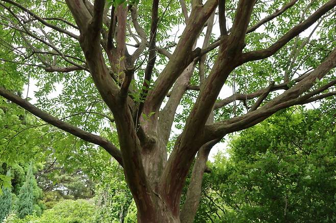 적피배롱나무의 붉은 수피. 천리포수목원 제공