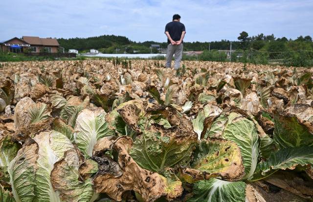 강원도 강릉시 사천면 석교리에 있는 한 밭에 13일 폭염으로 배추가 말라 타들어가고 있다. 다만 이날부터 전국적으로 비가 내려 폭염은 한풀 꺾일 전망이다. 하지만 이번주 중반부터 찜통더위가 재개될 가능성도 있다. 강릉=이한형 기자