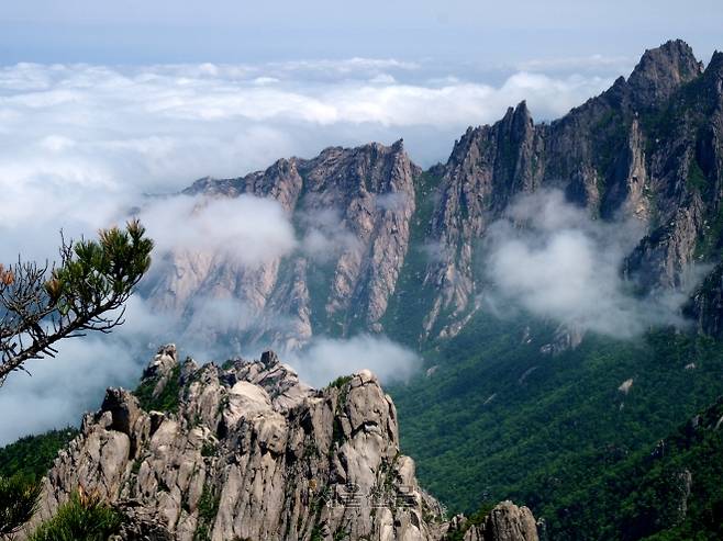 금강산-세존봉에서 본 집선봉 능선. 06.5.26. 서울신문