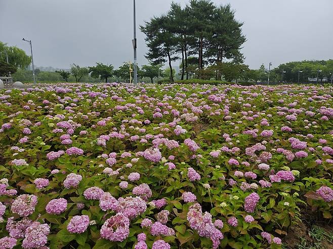 상동호수공원에 만개한 수국.