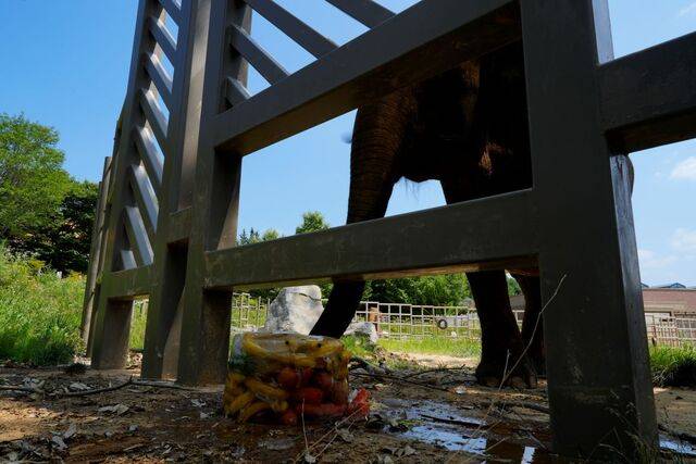 코끼리 캄돌이가 얼음 안에 든 과일을 코로 집어 들고 있다. 김지원 기자
