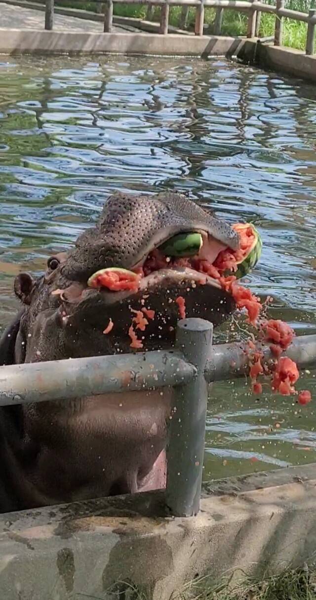 하마 시내가 수박 한 통을 통째로 먹었다. 문채연 기자