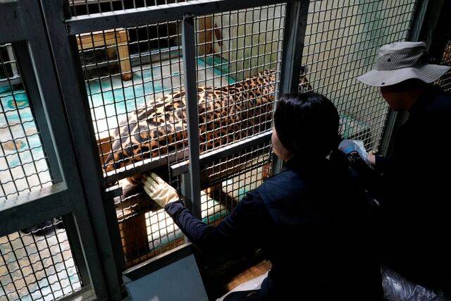 재규어 잭이 둔감화 훈련을 받고 있다. 김지원 기자