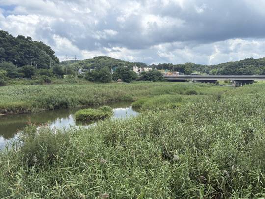 청주시 하천 내 준설이 되지 않아 수목과 수풀림으로 변한 하천. 김동민 기자
