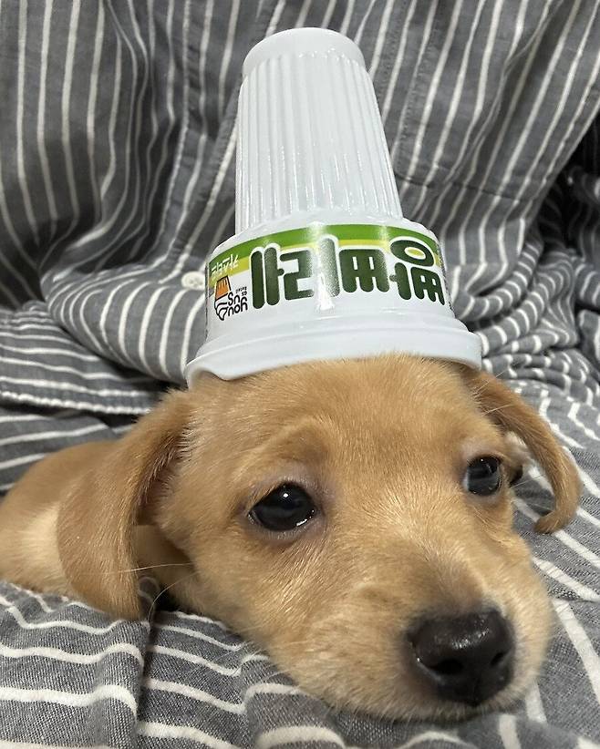 Internet_20250714_075854_3.jpeg 최근에 본 가장 기분 좋은 짤 보여줌 .jpg