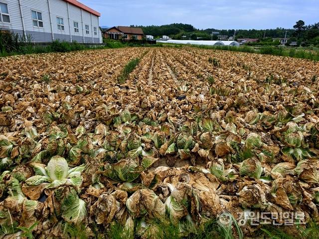 ▲ 13일 찾은 강릉시 사천면의 한 배추밭 배추들이 역대급 폭염에 더해 비가 내리지 않아, 말라 타들어 갔다.황선우 기자