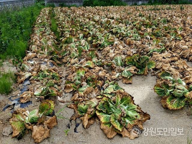 ▲ 13일 찾은 강릉시 사천면의 한 배추밭 배추들이 역대급 폭염에 더해 비가 내리지 않아, 말라 타들어 갔다.황선우 기자