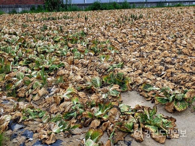 ▲ 13일 찾은 강릉시 사천면의 한 배추밭 배추들이 역대급 폭염에 더해 비가 내리지 않아, 말라 타들어 갔다.황선우 기자