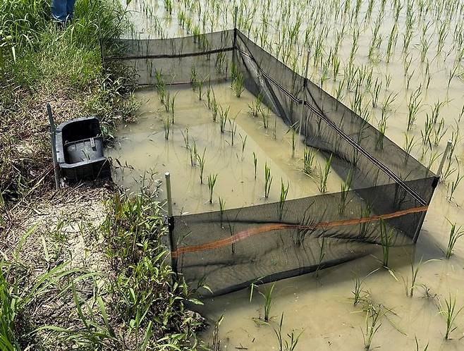 농촌진흥청이 벼농사에서 활용되는 왕우렁이의 농경지 외부 유출을 막기 위해 철저한 월별 관리와 수거를 당부했다. 사진은 배수구에 차단망을 설치한 모습. (사진 = 농진청 제공) 2025.07.14.  *재판매 및 DB 금지