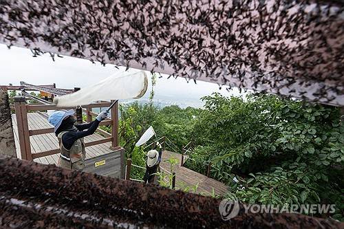 러브버그 방제 작업하는 환경부 직원들 [환경부 제공]