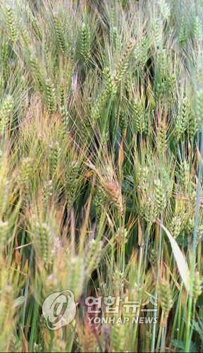 익어가는 보리 연합뉴스 자료사진